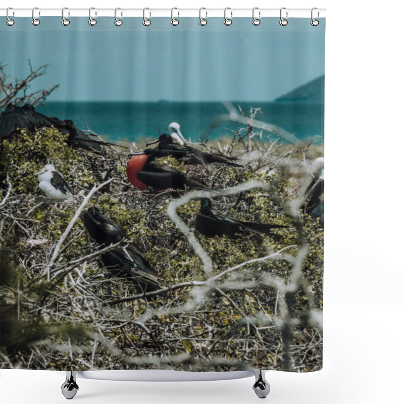 Personality  Male magnificent frigatebird with inflated red throat pouch at North Seymour, Galapagos, Ecuador shower curtains