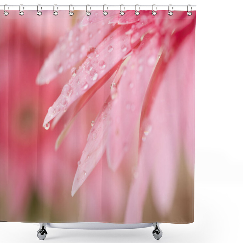 Personality  Closeup Sweet Pink Gerbera Daisy Flower 1 Shower Curtains