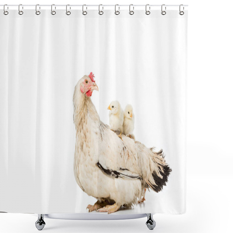 Personality  Adorable Little Chickens Sitting On Hen Isolated On White  Shower Curtains