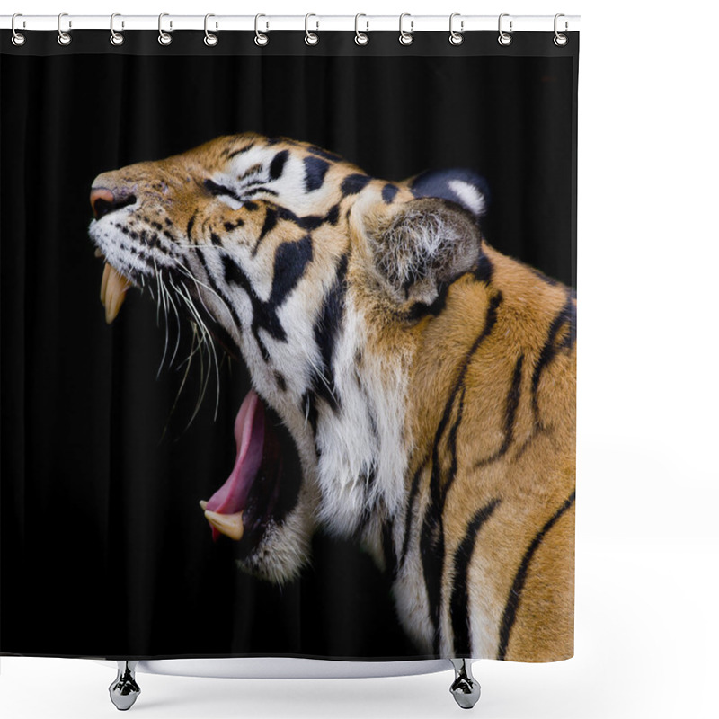 Personality  Sumatran Tiger Roaring Shower Curtains