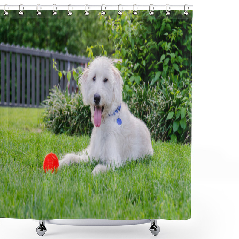 Personality  Labradoodle With Red Toy Ball Shower Curtains