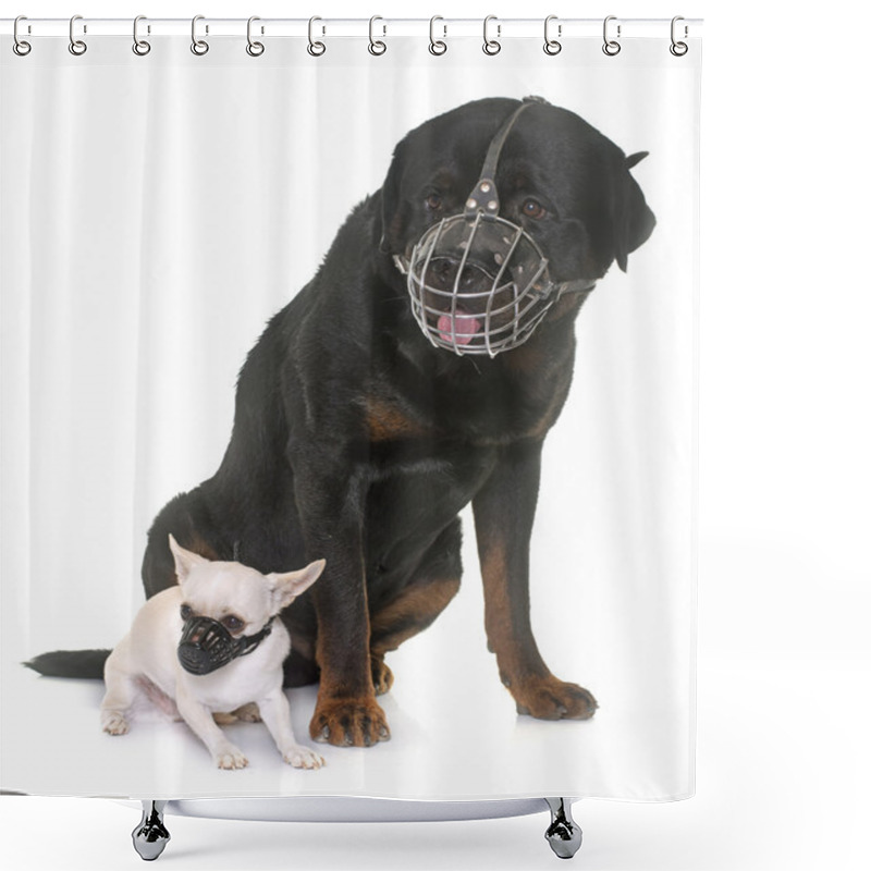 Personality  Rottweiler, Chihuahua And Muzzles Shower Curtains