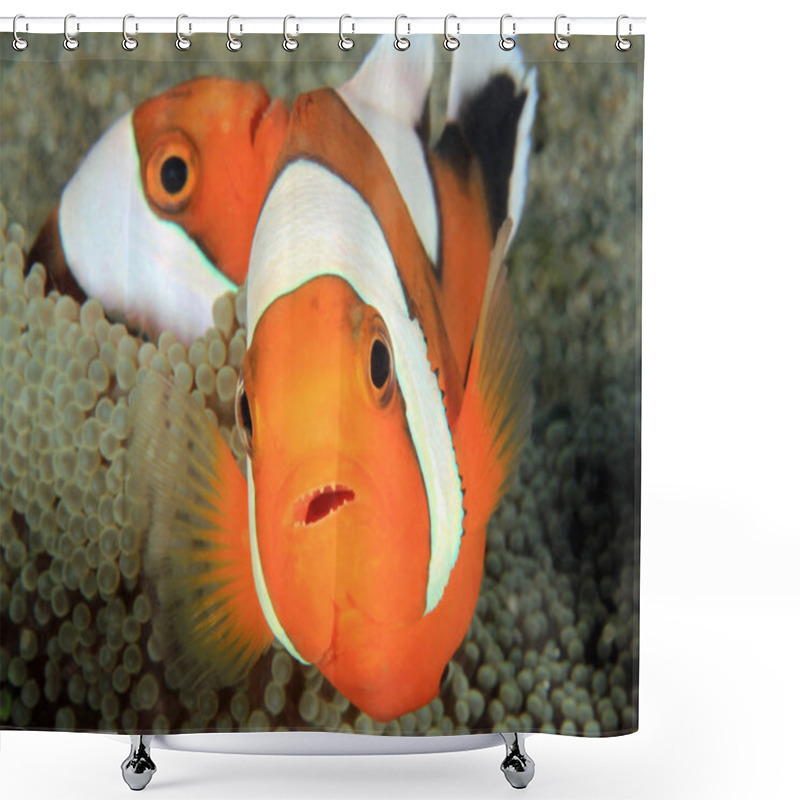 Personality  Saddleback Anemonefish (aka Saddleback Clownfish, Panda Anemonefish, Amphiprion Polymnus) In An Anemone. Anilao, Philippines Shower Curtains