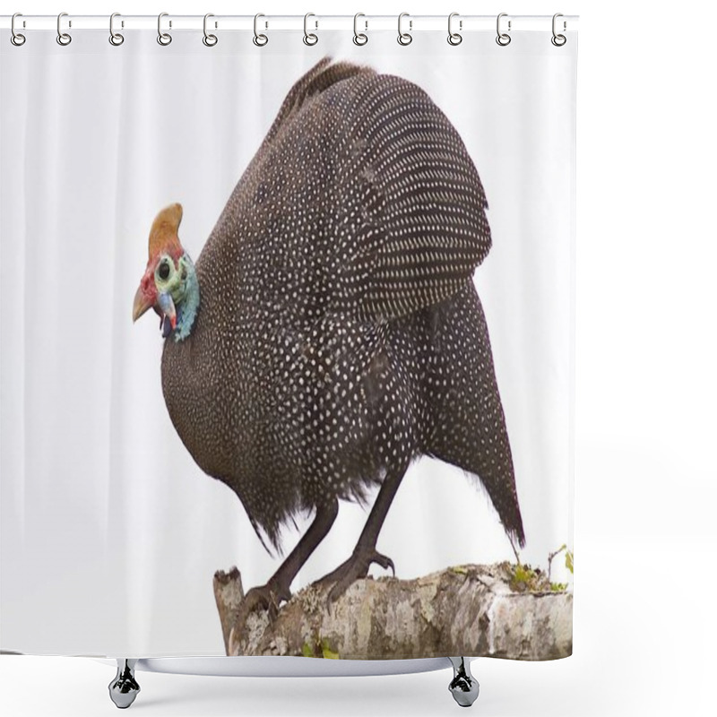 Personality  Guinea Fowl Portrait Shower Curtains