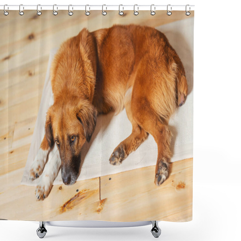 Personality  Portrait Of A Stray Dog. Head Of A Red Dog Close-up. A Dog Taken From A Shelter. Shower Curtains