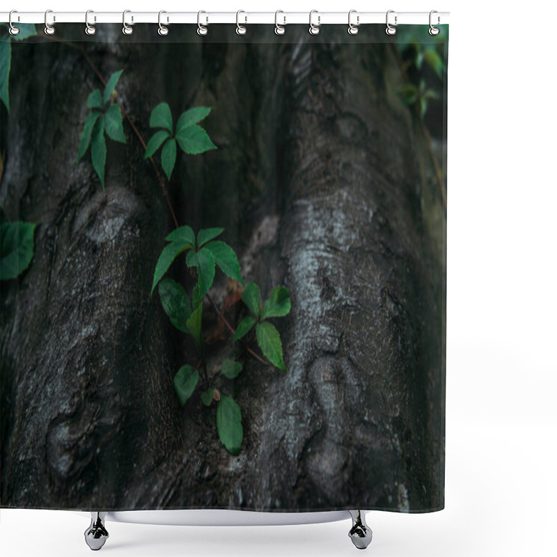 Personality  Close-up Shot Of Tree Trunk With Vine Shower Curtains