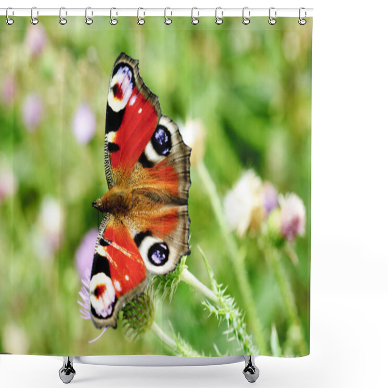 Personality  Peacock Butterfly With Open Wings Shower Curtains