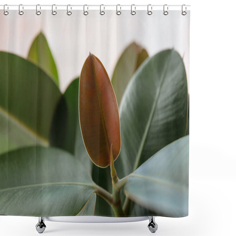 Personality  Ficus Elastic Plant Rubber Tree. Close Up. Shower Curtains