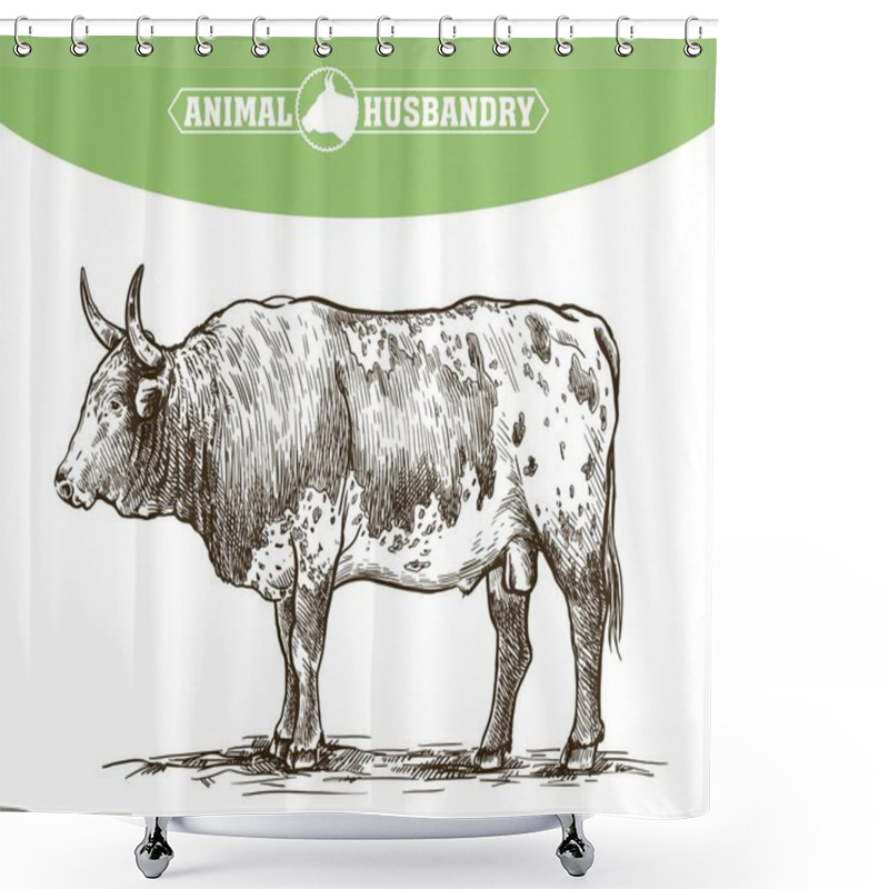 Personality  Breeding Cattle. American Bull. Vector Sketch On White Background Shower Curtains