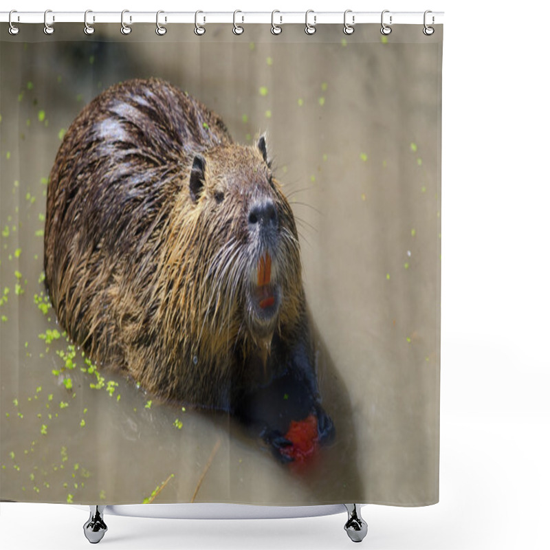 Personality  The Nutria Shower Curtains