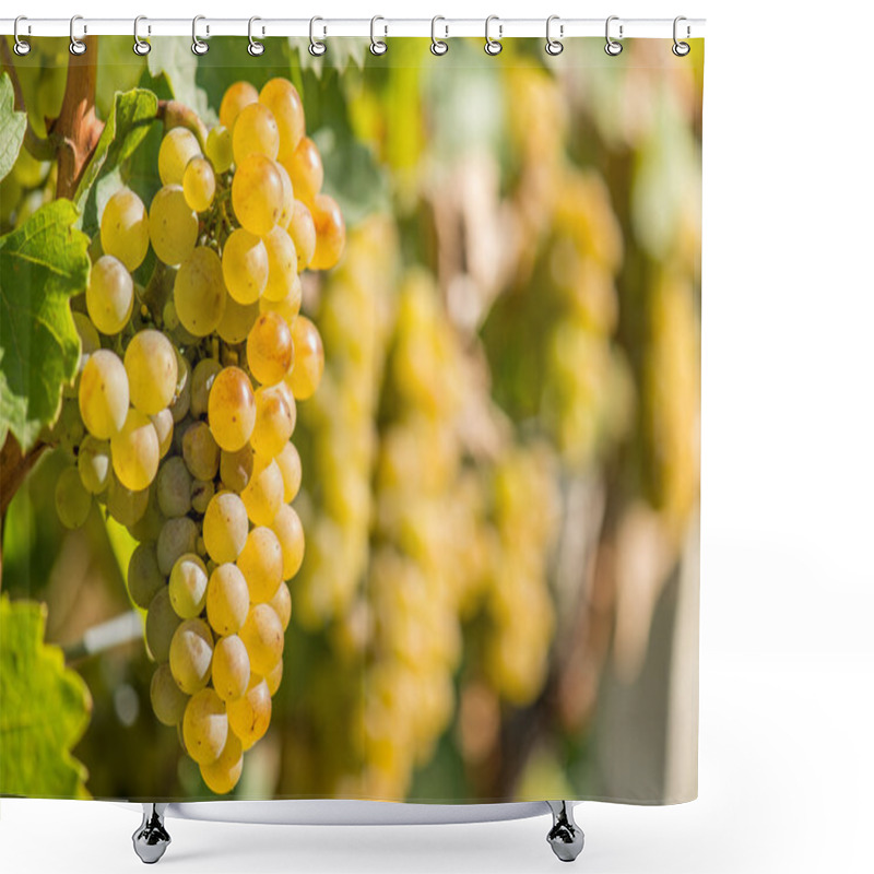 Personality  Gold Grapes On The Vine Shower Curtains