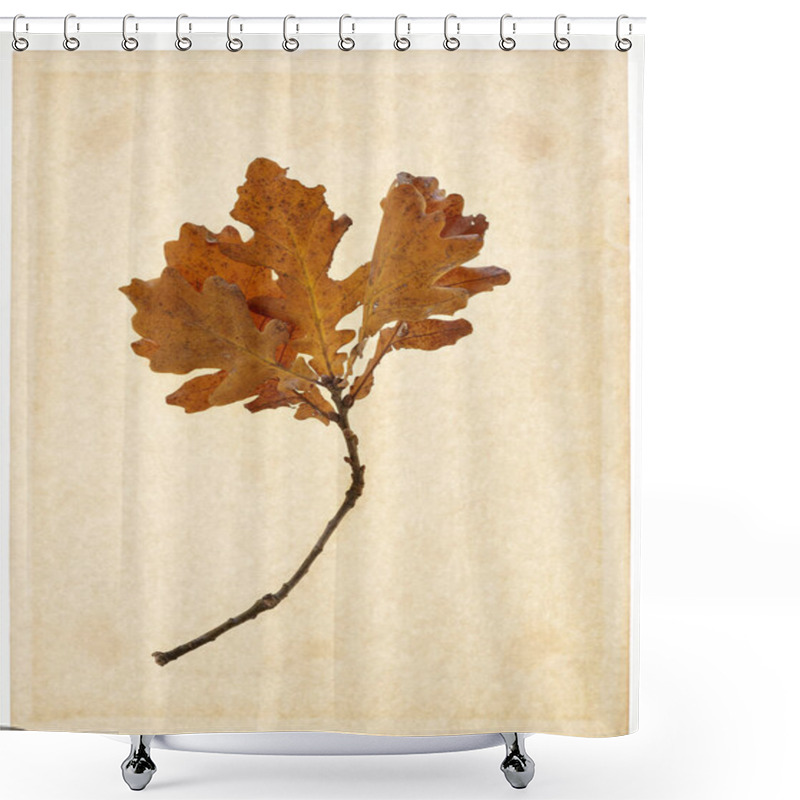 Personality  Leaves Yellow Brown Dried Weathered Autumn Art Oak Foliage Shower Curtains