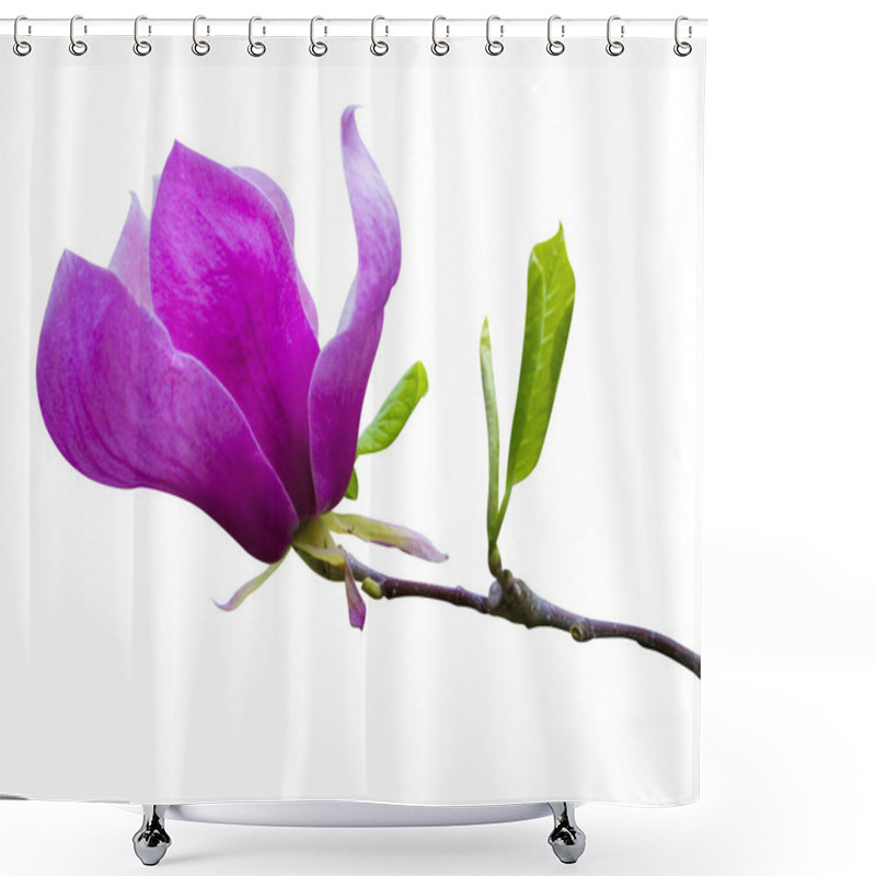 Personality  Magnolia Flower Isolated On White Background Shower Curtains