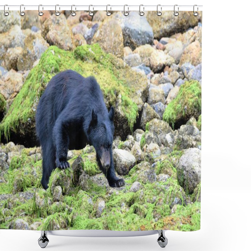 Personality  Ucluelet Harbour, Clayoquot And Barkley Sound Are Good Places To View Wild Black Bears, As They Search For Rock Crab.  Shower Curtains