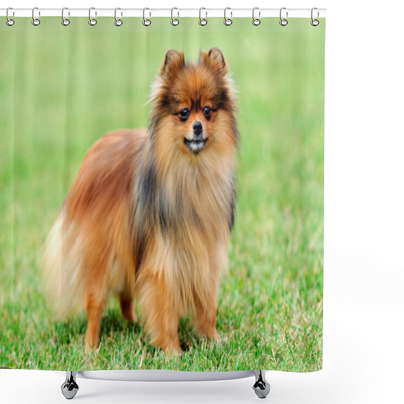 Personality  Brown Pomeranian Dog Shower Curtains