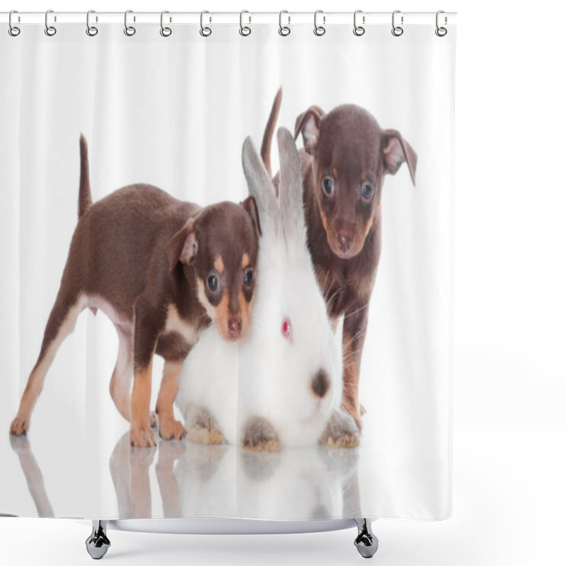 Personality  Adorable Russian Toy Terrier Puppies With A Rabbit Shower Curtains