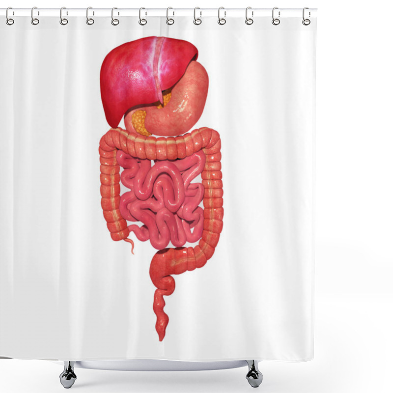 Personality  Digestive System Shower Curtains