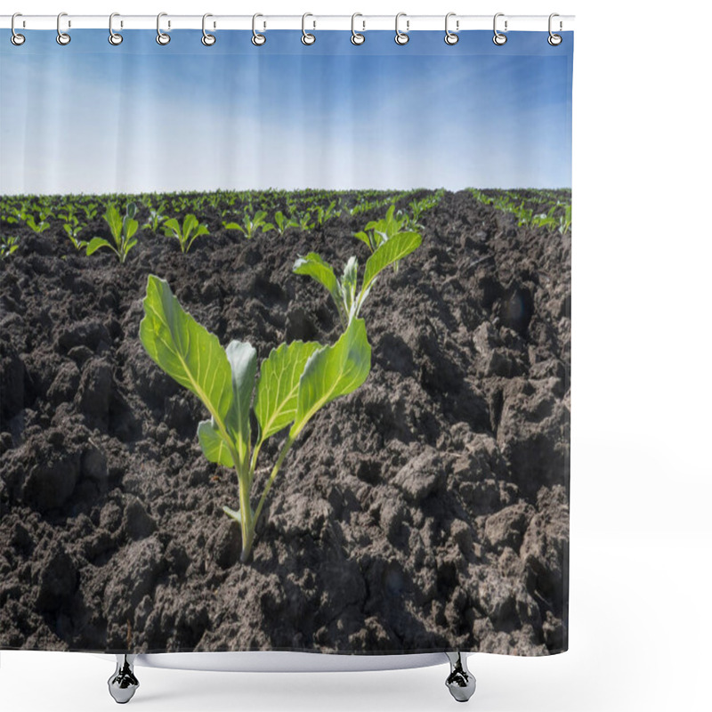 Personality  Young Seedlings Of Green Cabbage Growing In A Field Of Soil. Close Up On Sprouting Agricultural Broccoli On A Field At Sunset. Shower Curtains