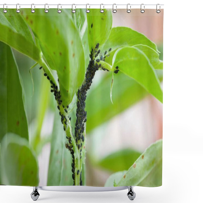 Personality  Aphids, Black Fly (black Bean Aphids, Blackfly) On Leaves Of A Broad Bean Plant, UK Garden Shower Curtains