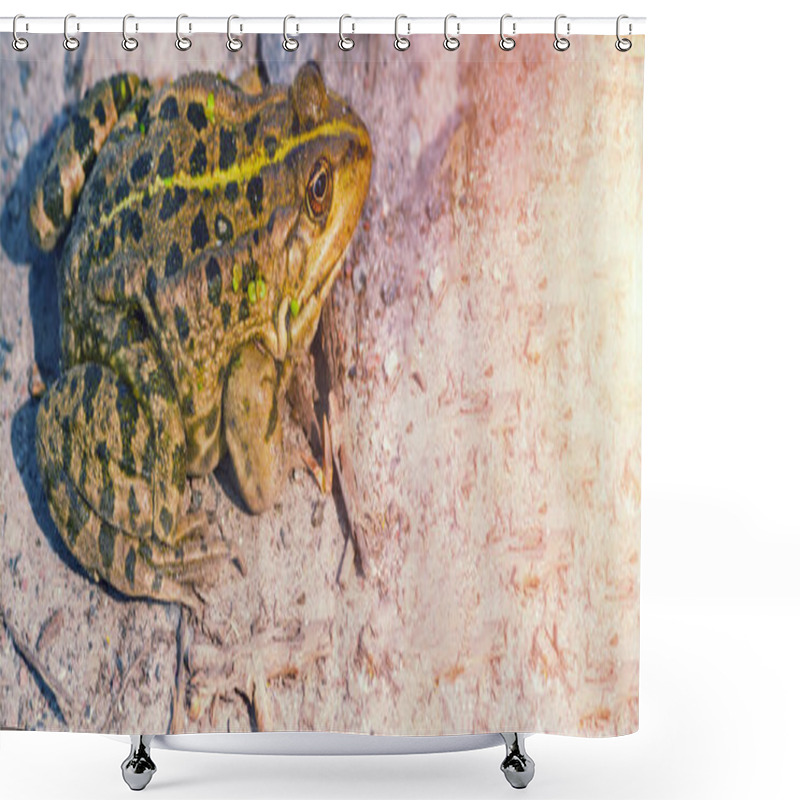 Personality  The Green Frog Sits On The Ground. The Swamp. Nature. Shower Curtains