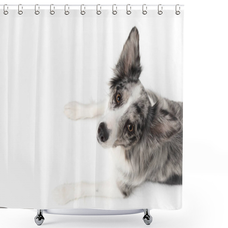 Personality  A Border Collie Dog Is Lying On A White Background. Top View. The Dog Is Colored In Shades Of White And Black And Has Long And Delicate Hair. An Excellent Herding Dog. Panoramic Frame. Shower Curtains