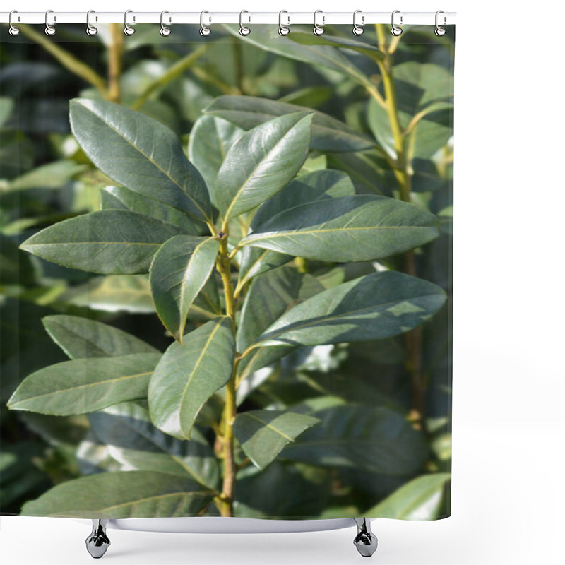 Personality  Laurel Cherry Rotundifolia Leaves - Latin Name - Prunus Laurocerasus Rotundifolia Shower Curtains