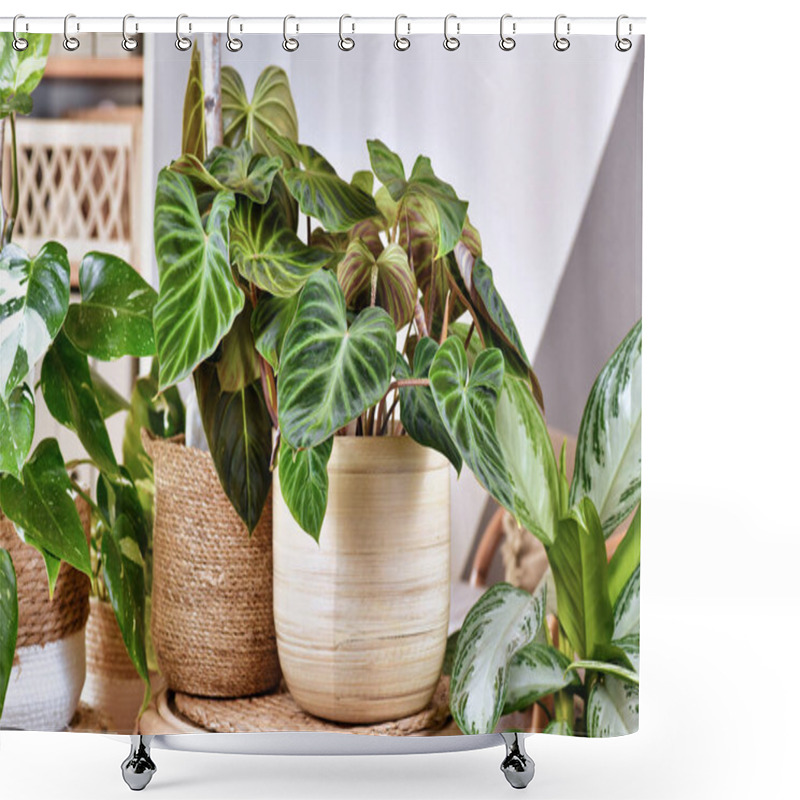 Personality  Tropical 'Philodendron Verrucosum' Plant Between Other Houseplants Shower Curtains