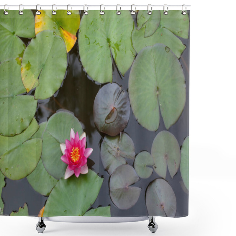 Personality  Star Lotus (Nymphaea Nouchali), Also Known As The White Water Lily.  Shower Curtains