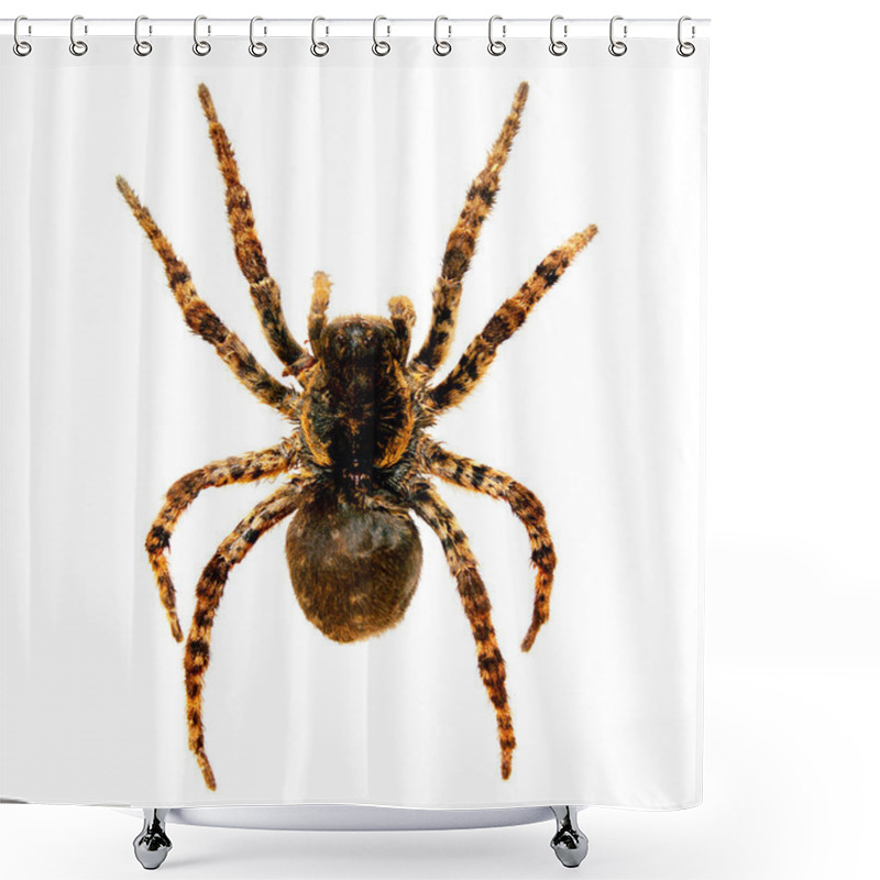 Personality  Spider A Tarantula Lycosa Singoriensis Shower Curtains