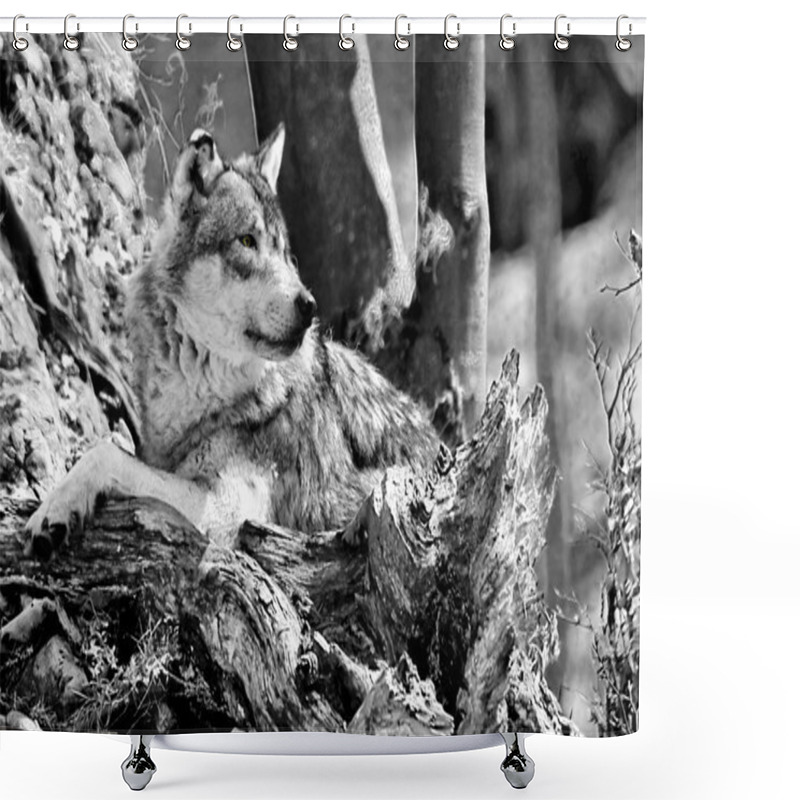 Personality  One  Wolf Resting Shower Curtains