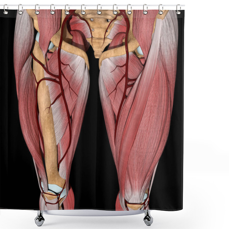 Personality  This 3d Illustration Shows The Femoral Artery Between Musles Shower Curtains