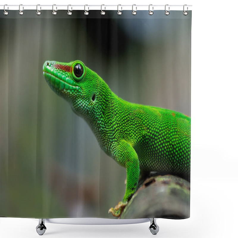 Personality  Madagascar Giant Day Gecko Shower Curtains