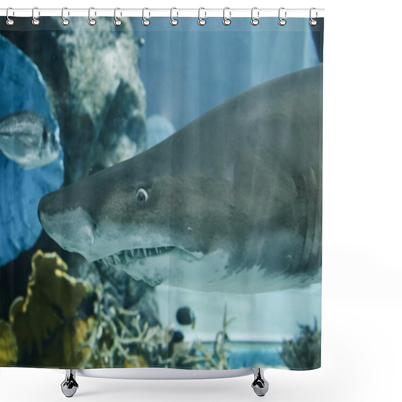 Personality  Shark Shower Curtains