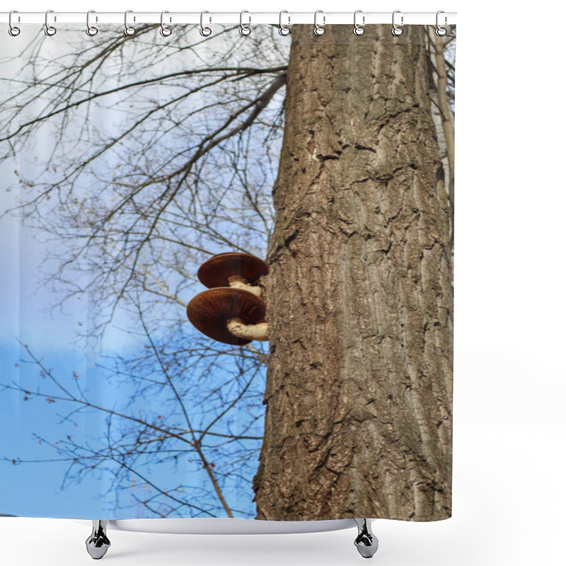 Personality  A Close-up Of A Tree Trunk With Two Wild Mushrooms Growing On It, Framed By Bare Branches And A Clear Blue Sky. Shower Curtains