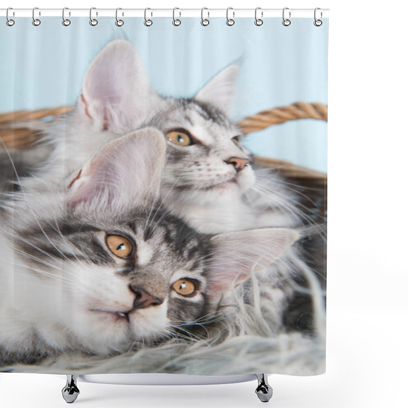 Personality  Maine Coon Kittens In Basket Shower Curtains