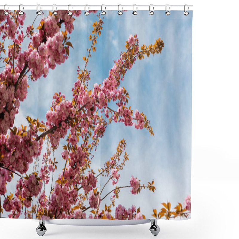 Personality  Bottom View Of Blooming Flowers On Pink Cherry Tree Against Blue Sky Shower Curtains