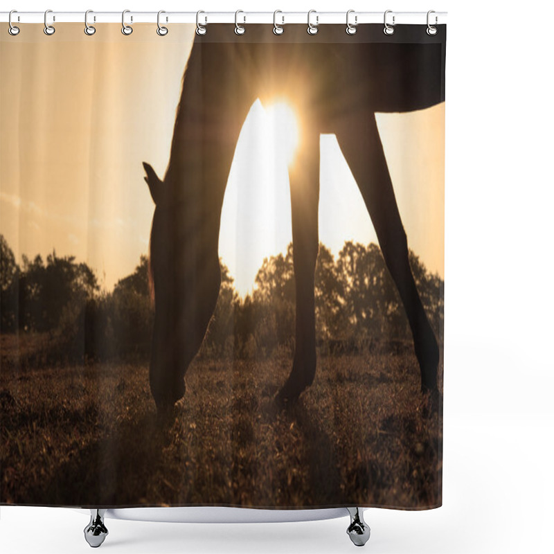 Personality  Grazing Arabian Horse Silhouetted Against Rising Sun In Sepia Tone Shower Curtains