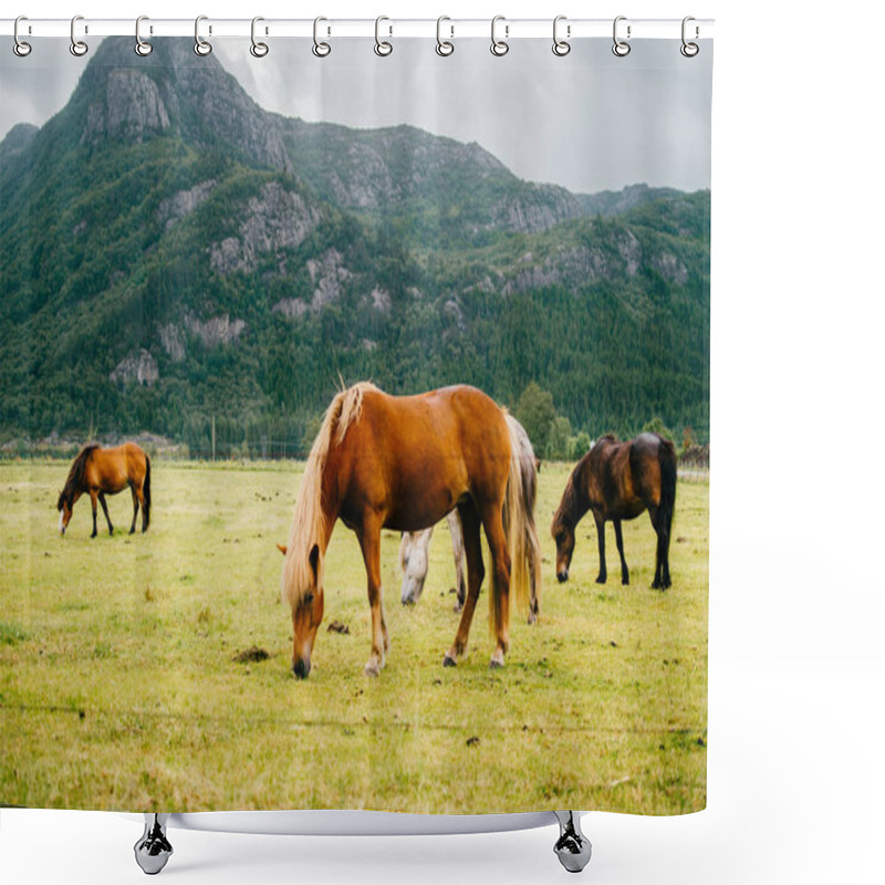 Personality  Wildlife In Norway. Scandinavian Fjord Beautiful Horses On Pasture Eat Grass On Field In Summer Rainy Weather. Cloudy Sky. Mountains On Background. Rocks. Funny Mammal Animals. Rural. Travel. Nature. Shower Curtains