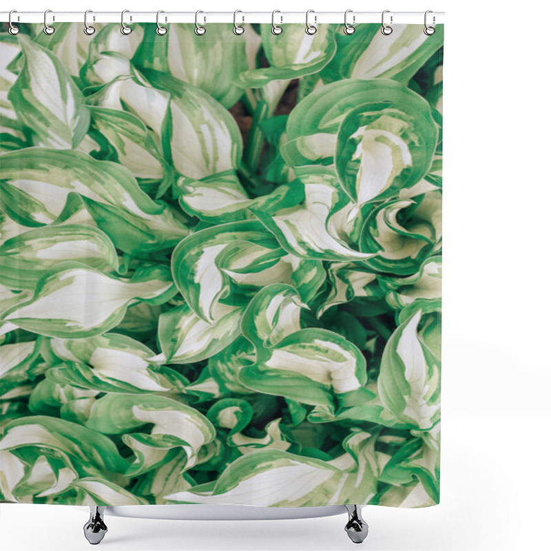 Personality  Green And White Hosta Background.  Shower Curtains