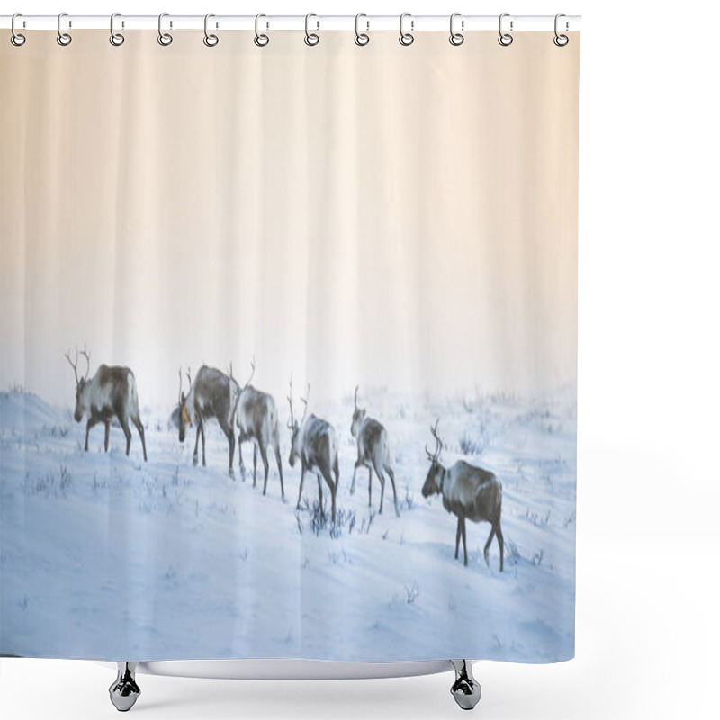 Personality  A Beautiful Evening Landscape Of A Reindeer Herd Resting In The Norwegian Hills Just Before The Sunset. Scandinavian Scenery. Shower Curtains