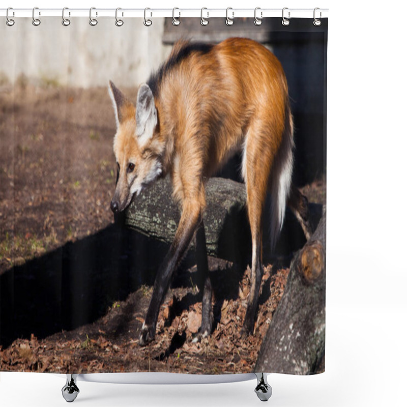 Personality  Creeps Up. The South American Predator, A Maned Wolf, Walks On L Shower Curtains