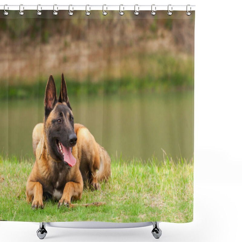 Personality  Belgian Malinois Young Puppy Shower Curtains