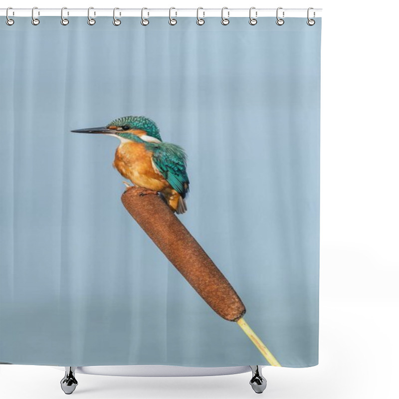 Personality  Beautiful Nature Scene With Common Kingfisher (Alcedo Atthis). Wildlife Shot Of Common Kingfisher (Alcedo Atthis) On The Branch. Common Kingfisher (Alcedo Atthis) In The Nature Habitat. Shower Curtains