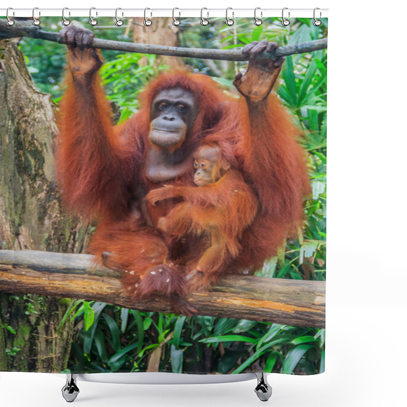 Personality  Mother And Baby Orangutan Shower Curtains