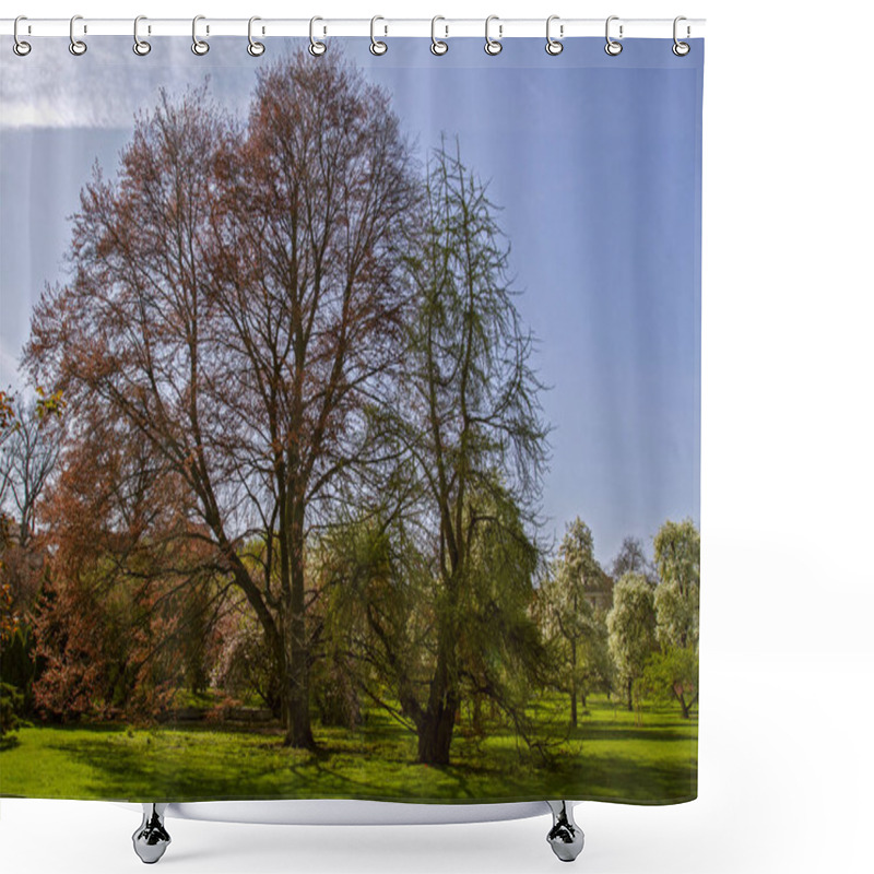 Personality  Old Big Tree In The Spring Park  In Windless Sunny Day. Spring  Season . Tree Of Life. Shower Curtains