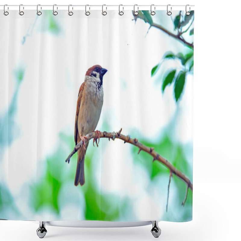 Personality  Flamingos  Telephoto Lens Shooting Shower Curtains