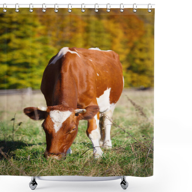 Personality  Single Cow Grazes In Field. Blazing Orange Maple Tree Highlights Green Pasture. Shower Curtains