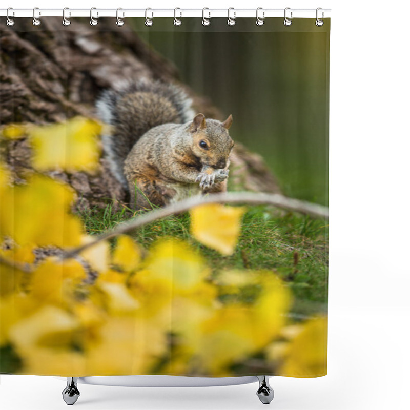 Personality  Eastern Grey Squirrel (Sciurus Carolinensis) Shower Curtains