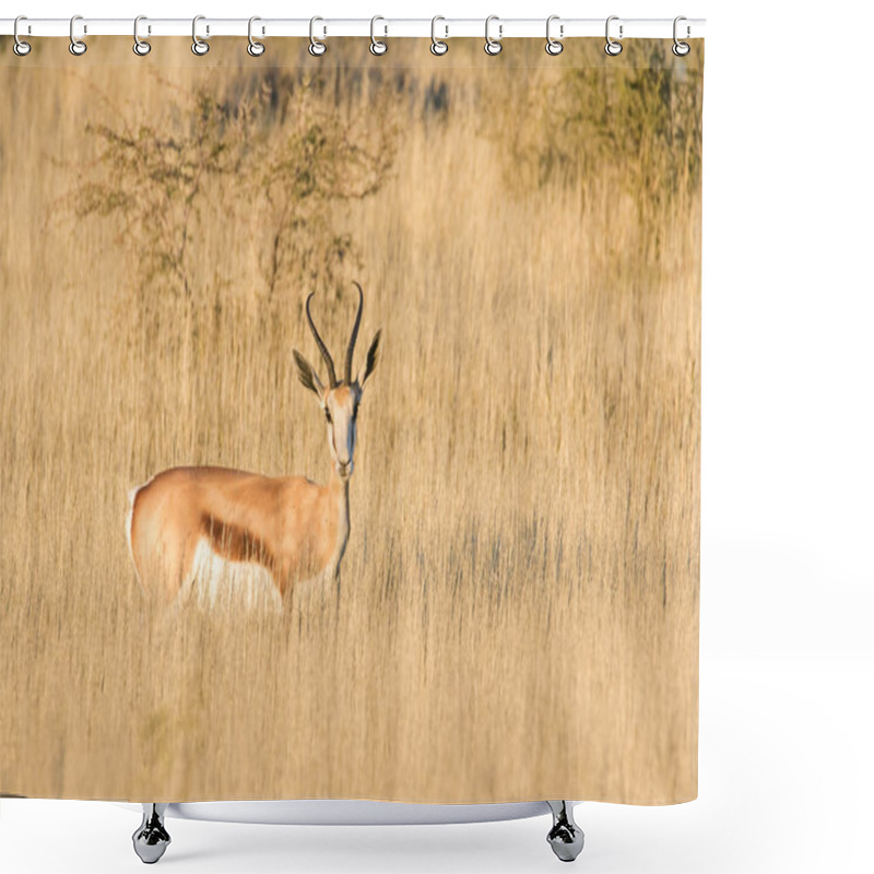 Personality  Adult Springbuck Ram  Shower Curtains