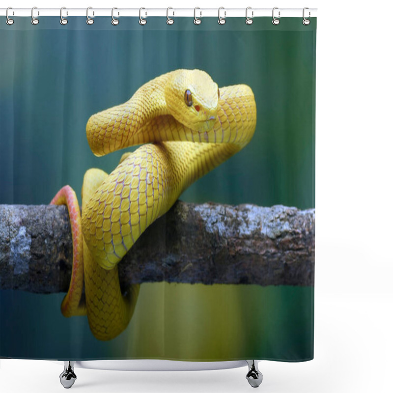 Personality  White-lipped Island Pit Viper On The Tree Branch Shower Curtains